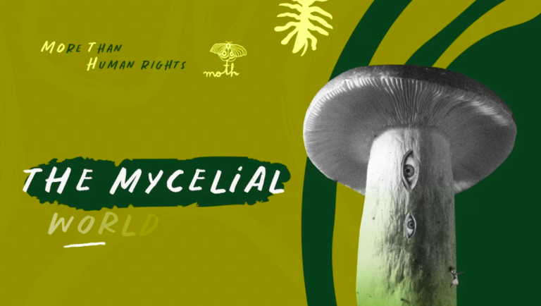 The Mycelial Worldview