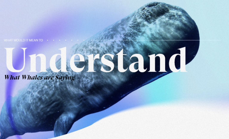 What would it mean to understand what whales are saying? Credit: Project CETI. https://www.projectceti.org